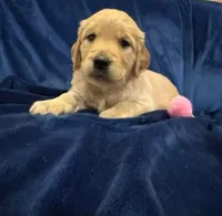 AKC Miss Pink, a female Golden Retriever for sale in Buchanan, GA – 2 of 5