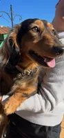 AKC Mr. Light Blue, a male Miniature Dachshund for sale in Buchanan, GA – 4 of 6