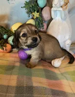 AKC Miss Purple, a female Miniature Dachshund for sale in Buchanan, GA – Photo 2 of 5