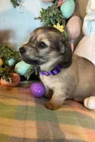 AKC Miss Purple, a female Miniature Dachshund for sale in Buchanan, GA – Photo 1 of 5