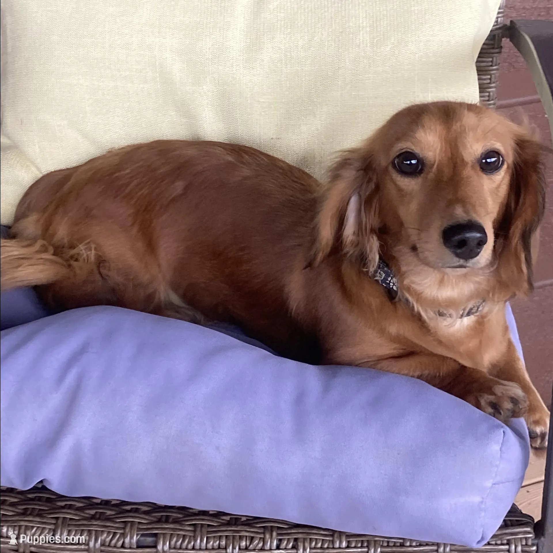 AKC Miss Purple, a female Miniature Dachshund for sale in Buchanan, GA – Photo 4 of 5