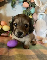 AKC Miss Purple, a female Miniature Dachshund for sale in Buchanan, GA – Photo 3 of 5