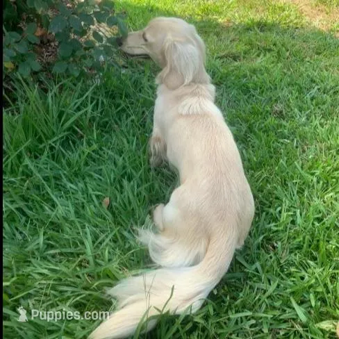 AKC Miss Purple, a female Miniature Dachshund for sale in Buchanan, GA – Photo 5 of 5