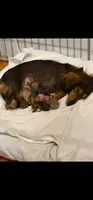 AKC Shaded Cream Miss Hot Pink, a female Miniature Dachshund for sale in Buchanan, GA – 6 of 6
