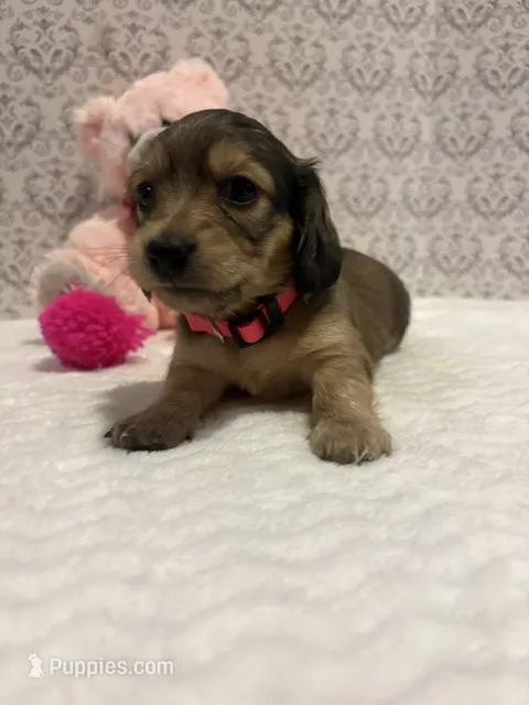 AKC Miss Hot Pink – Miniature Dachshund puppy for sale in Buchanan, GA