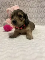 AKC Miss Hot Pink, a female Miniature Dachshund for sale in Buchanan, GA – 1 of 6