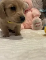 AKC Miss Yellow, a female Miniature Dachshund for sale in Buchanan, GA – 2 of 6
