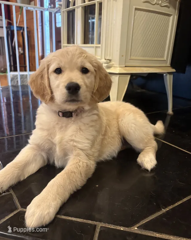 AKC Miss Purple – Golden Retriever puppy for sale in Buchanan, GA