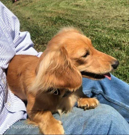 AKC Miss Yellow, a female Miniature Dachshund for sale in Buchanan, GA – Photo 5 of 5