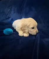 AKC Mr. Blue, a male Golden Retriever for sale in Buchanan, GA – 2 of 5