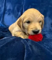 AKC Mr. Red, a male Golden Retriever for sale in Buchanan, GA – 1 of 5