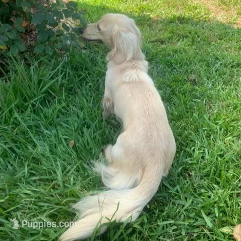 AKC Mr. Blue, a male Miniature Dachshund for sale in Buchanan, GA – Photo 5 of 5