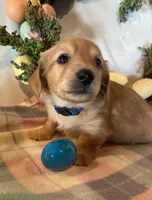 AKC Mr. Blue, a male Miniature Dachshund for sale in Buchanan, GA – Photo 3 of 5