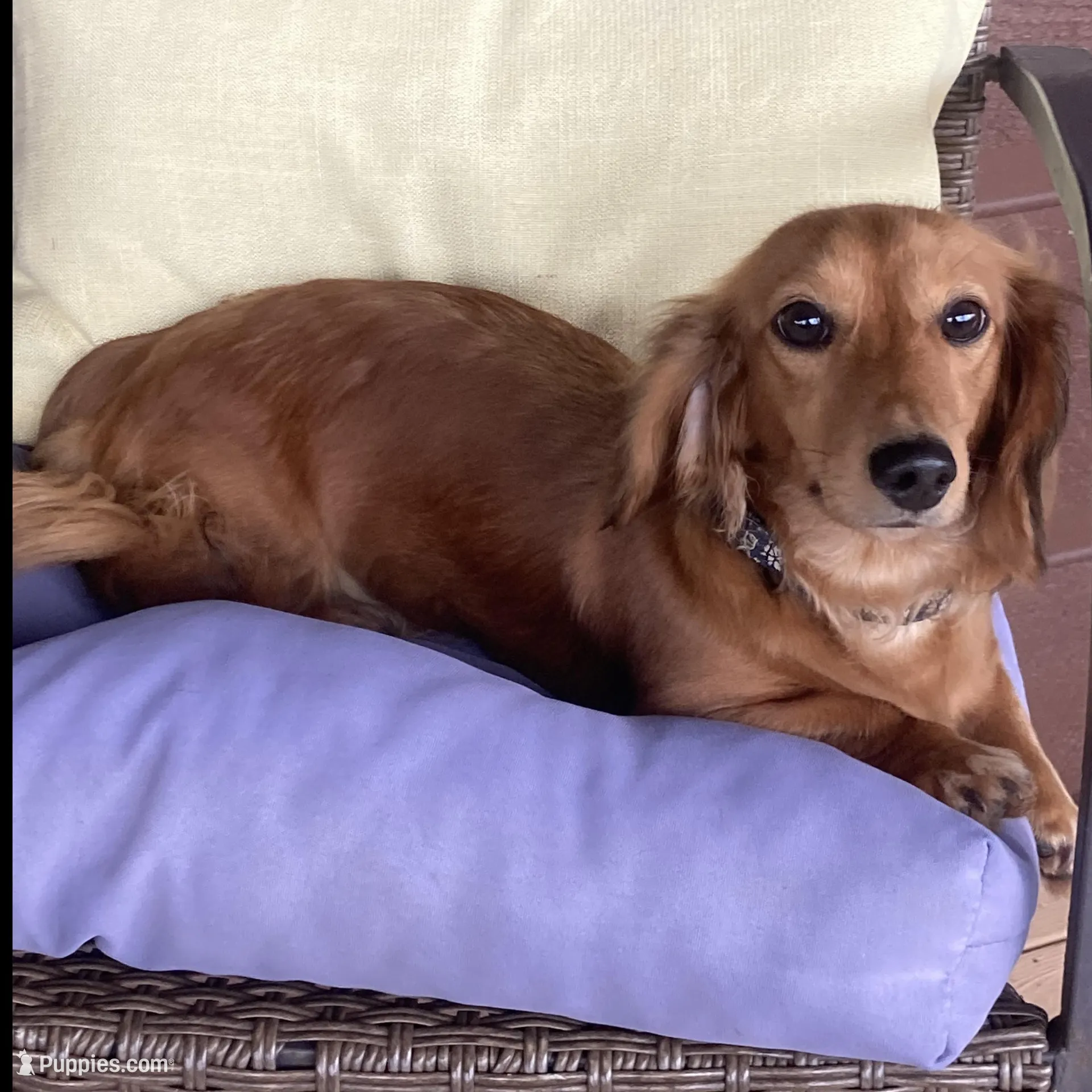 AKC Miss Pink, a female Miniature Dachshund for sale in Buchanan, GA – Photo 4 of 5
