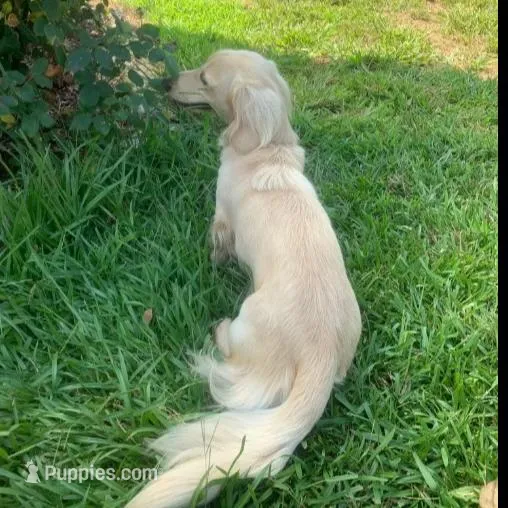 AKC Miss Pink, a female Miniature Dachshund for sale in Buchanan, GA – Photo 5 of 5