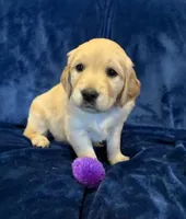 AKC Miss Purple, a female Golden Retriever for sale in Buchanan, GA – 1 of 5