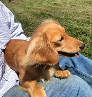 AKC Mr. Black (collar color), a male Miniature Dachshund for sale in Buchanan, GA – Photo 5 of 5