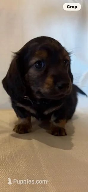 AKC Mr. Black (collar color) – Miniature Dachshund puppy for sale in Buchanan, GA