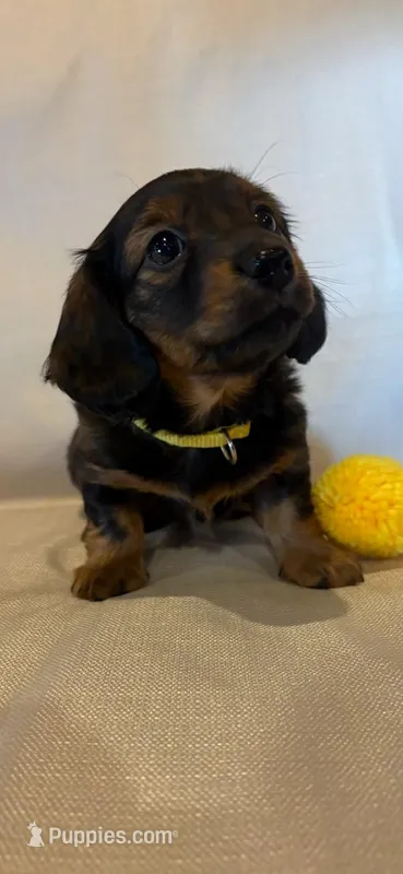 AKC Miss Yellow – Miniature Dachshund puppy for sale in Buchanan, GA