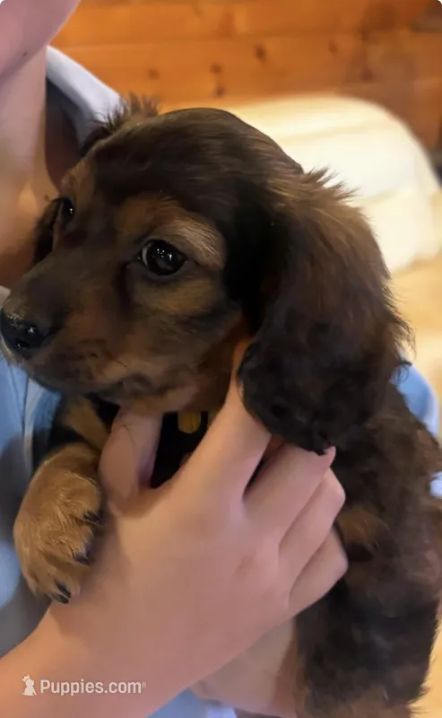 AKC Shaded Cream/Red Female – Miniature Dachshund puppy for sale in Buchanan, GA