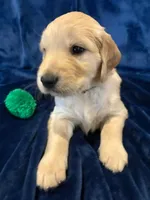 AKC Mr. Green, a male Golden Retriever for sale in Buchanan, GA – 3 of 5