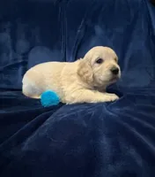 AKC Mr. Blue, a male Golden Retriever for sale in Buchanan, GA – 1 of 5