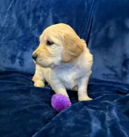 AKC Miss Purple, a female Golden Retriever for sale in Buchanan, GA – 2 of 5
