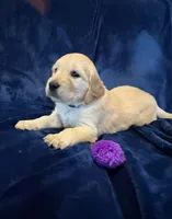 AKC Miss Purple, a female Golden Retriever for sale in Buchanan, GA – 3 of 5
