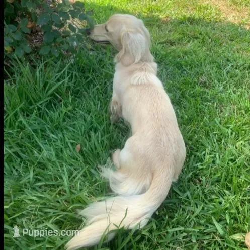 AKC Miss Red, a female Miniature Dachshund for sale in Buchanan, GA – Photo 5 of 5