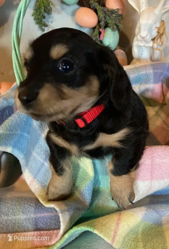 Easter! AKC Miss Red – Miniature Dachshund puppy for sale in Buchanan, GA