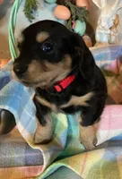 AKC Miss Red, a female Miniature Dachshund for sale in Buchanan, GA – Photo 2 of 5