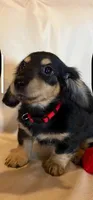 AKC Black and Cream, a female Miniature Dachshund for sale in Buchanan, GA – Photo 5 of 8