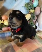 AKC Miss Red, a female Miniature Dachshund for sale in Buchanan, GA – Photo 1 of 5