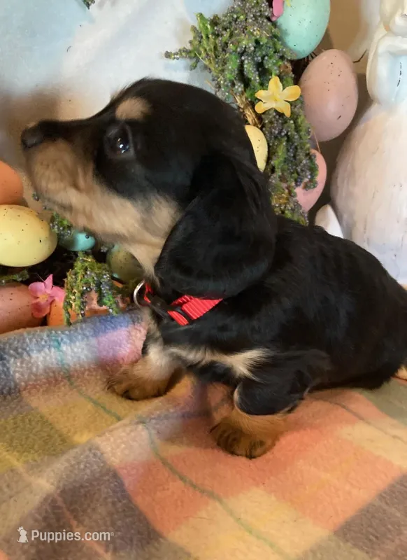 AKC Miss Red – Miniature Dachshund puppy for sale in Buchanan, GA