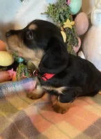 AKC Miss Red, a female Miniature Dachshund for sale in Buchanan, GA – Photo 3 of 5
