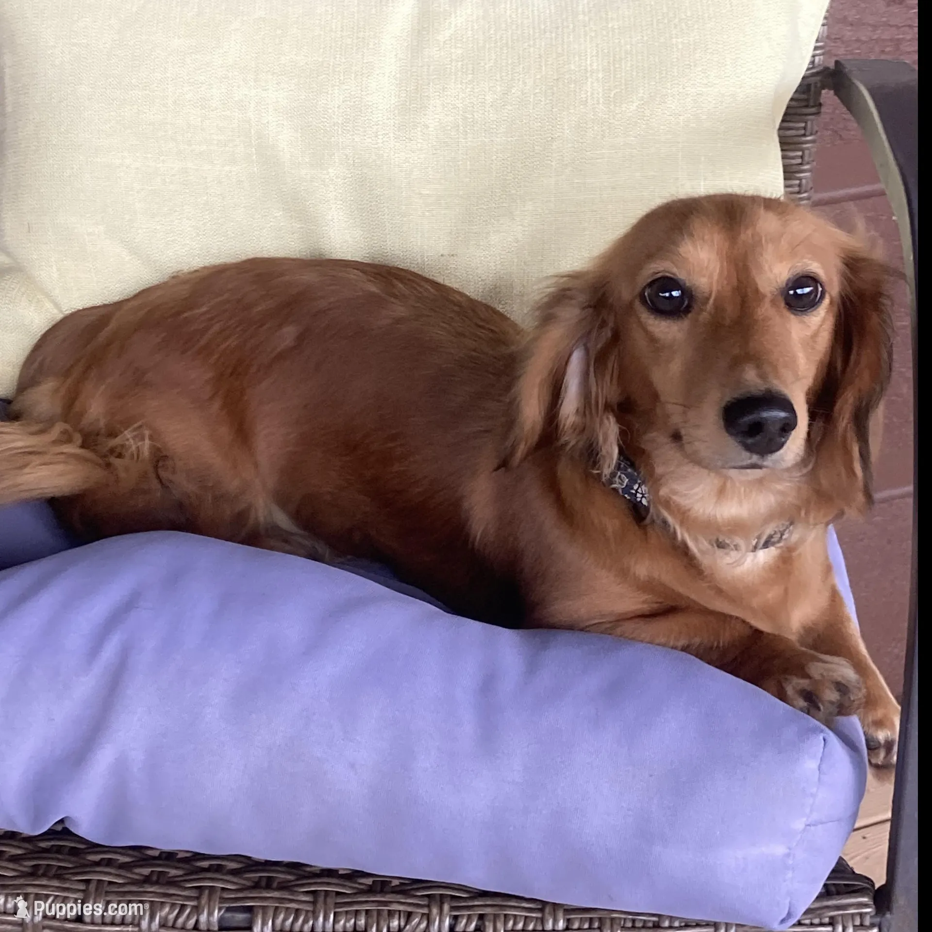 AKC Miss Red, a female Miniature Dachshund for sale in Buchanan, GA – Photo 4 of 5