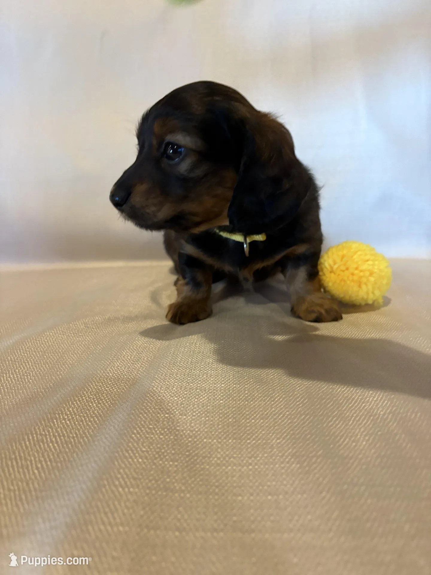 AKC Miss Yellow, a female Miniature Dachshund for sale in Buchanan, GA – Photo 2 of 5
