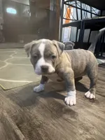 Blue Brindle F, a female American Bully for sale in Indianapolis, IN – 2 of 5