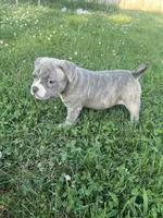 Reverse Brindle F, a female American Bully for sale in Indianapolis, IN – 2 of 7