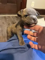 Brindle F, a female American Bully for sale in Indianapolis, IN – 1 of 4