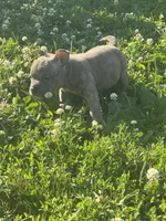 Brindle F, a female American Bully for sale in Indianapolis, IN – 2 of 4