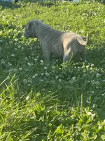 Reverse Brindle F, a female American Bully for sale in Indianapolis, IN – 5 of 7