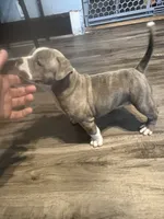 Blue Brindle F, a female American Bully for sale in Indianapolis, IN – 1 of 5