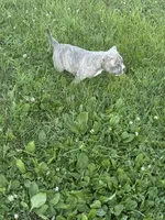 Reverse Brindle F, a female American Bully for sale in Indianapolis, IN – 4 of 7