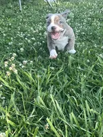 Blue Brindle F, a female American Bully for sale in Indianapolis, IN – 3 of 5