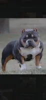 Reverse Brindle F, a female American Bully for sale in Indianapolis, IN – 7 of 7