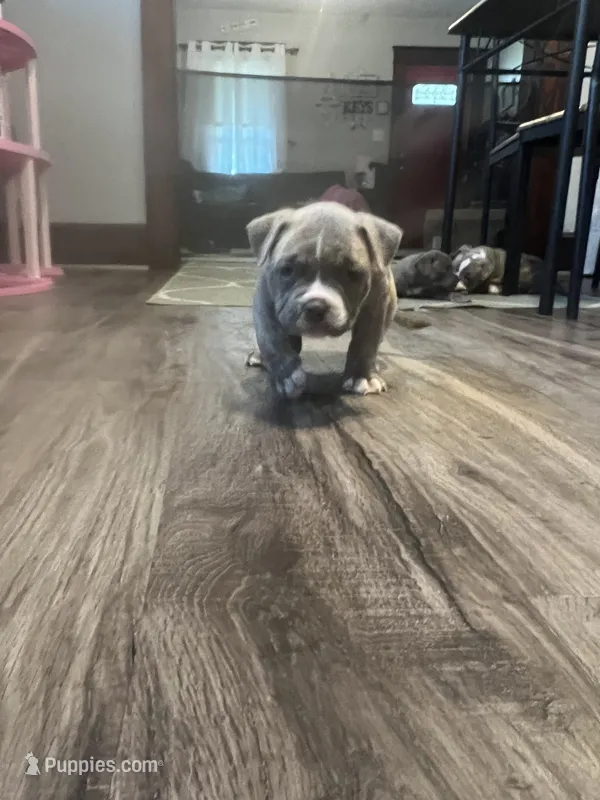 Reverse Brindle F – American Bully puppy for sale in Indianapolis, IN