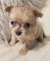 Rain, a female Chihuahua for sale in Vine Grove, KY – Photo 2 of 4