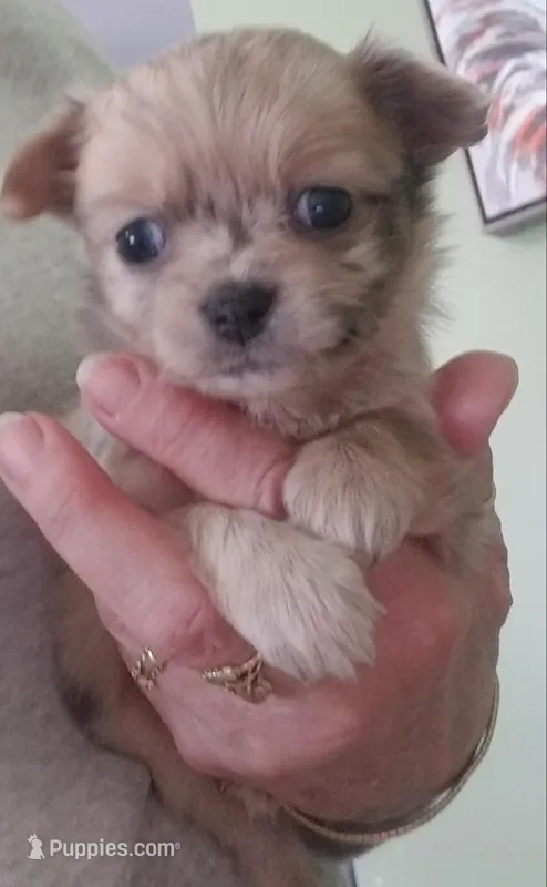 Rain – Chihuahua puppy for sale in Vine Grove, KY