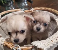 Rain, a female Chihuahua for sale in Vine Grove, KY – Photo 3 of 4